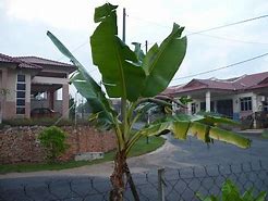 Jantung Pisang Tanduk